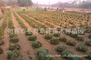 四季青与混播黑麦草草坪的品类解析与采购指南